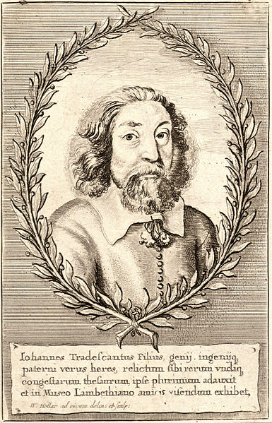Tradescant John the younger
